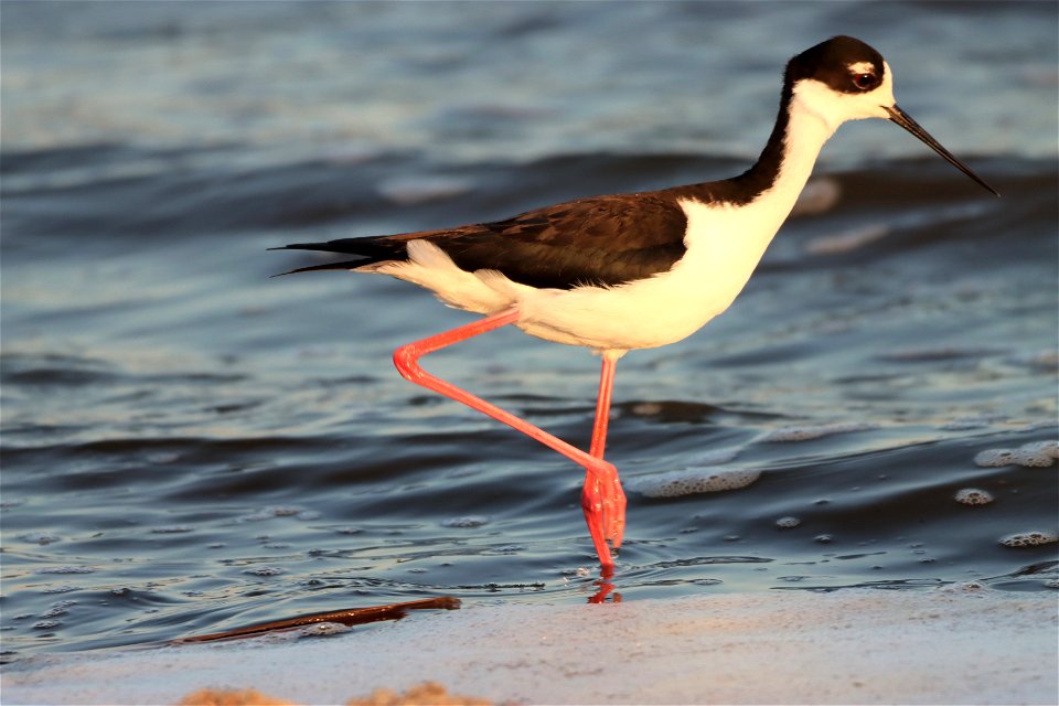 Black-Necked Stilt Huron Wetland Management District South Dakota photo