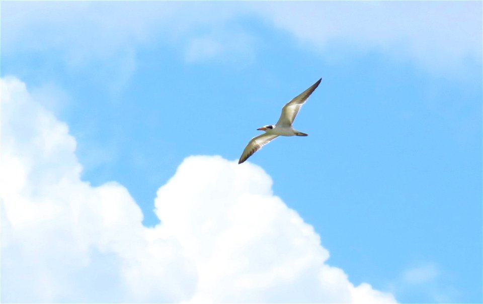 Large-billed Tern