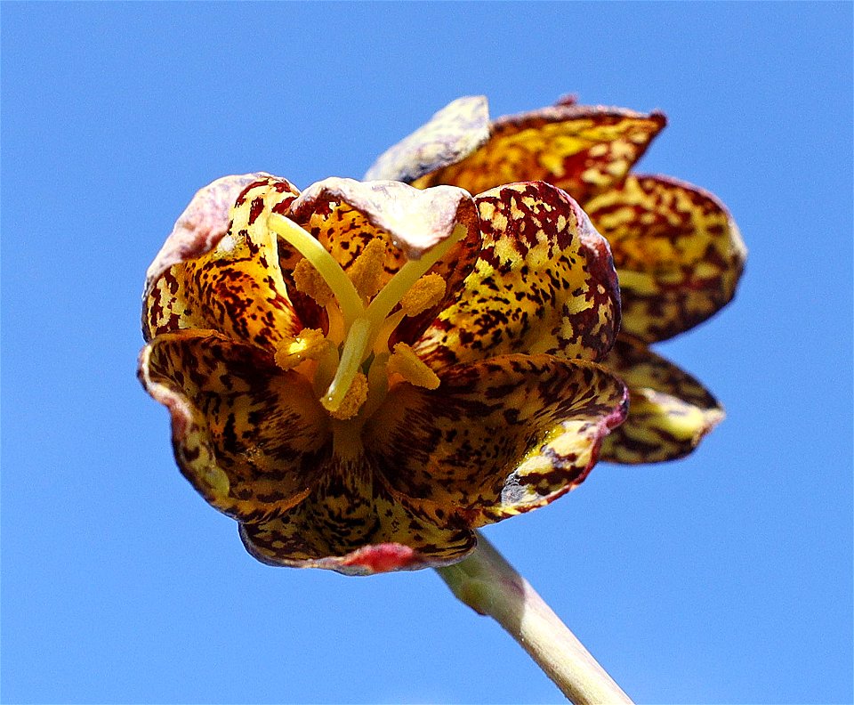 Fritillaria lanceolata (Chocolate Lily) (05-04-2022) south tolowa dunes state park, del norte co, ca -06