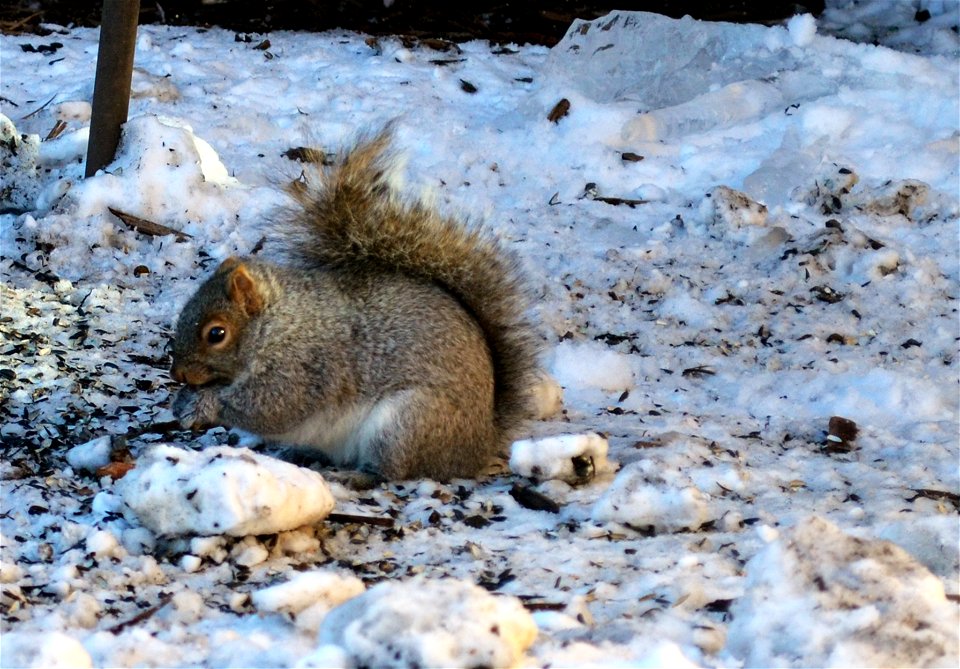 Enjoying bird seed leftovers.
