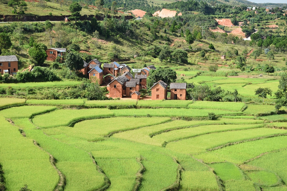 Greenery green space crops