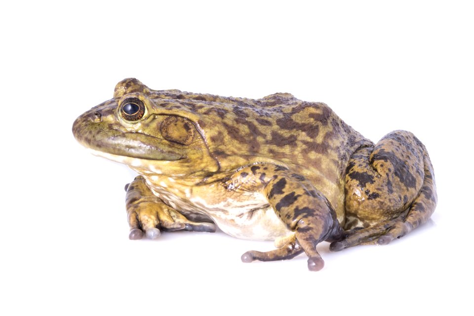 American bullfrog photo