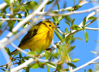 Yellow warbler on Seedskadee National Wildlife Refuge