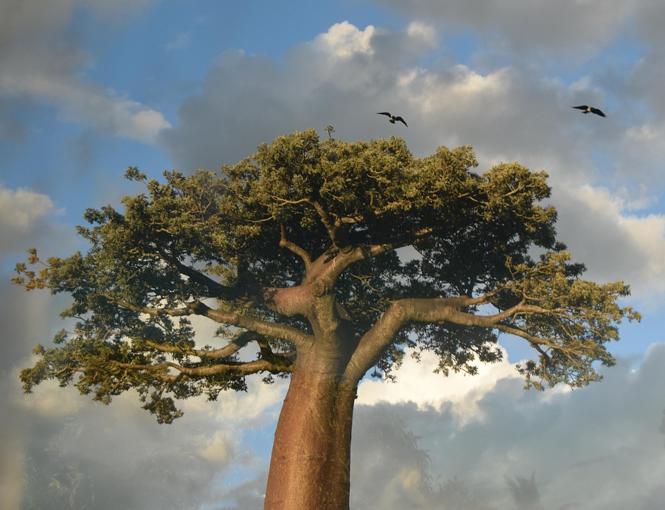 Baobab environment nature