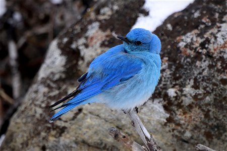 Mountain Bluebird