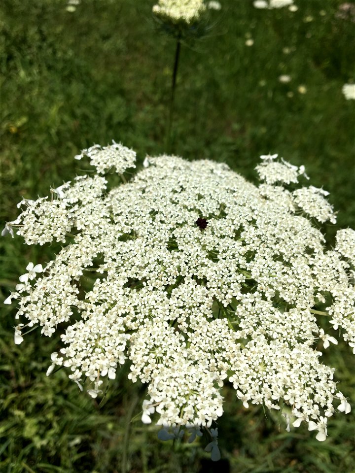 Invasive Queen Anne's Lace