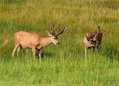 Mule deer at Seedskadee National Wildlife Refuge photo