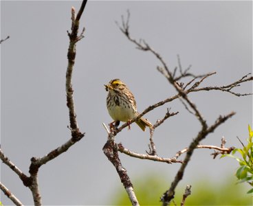 Savannah Sparrow photo