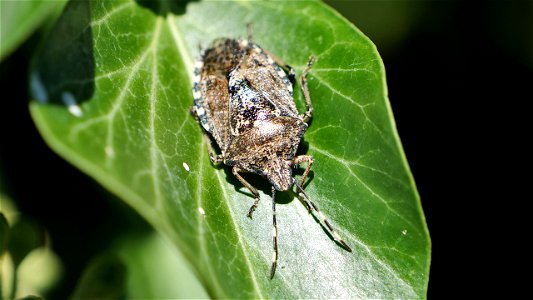 Rhaphigaster nebulosa (Gartenwanze)