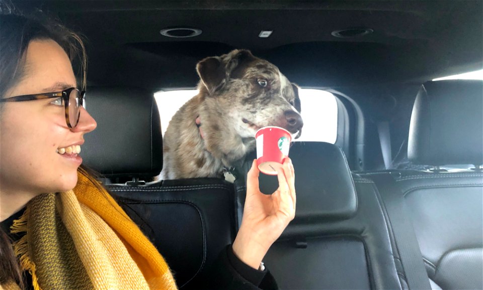 Felix Gets a Puppicino