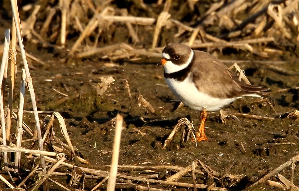 Semipalmated Plover, Huron Wetland Management District, South Dakota photo