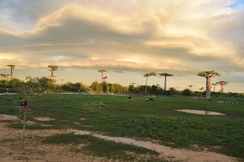 Baobab environment nature