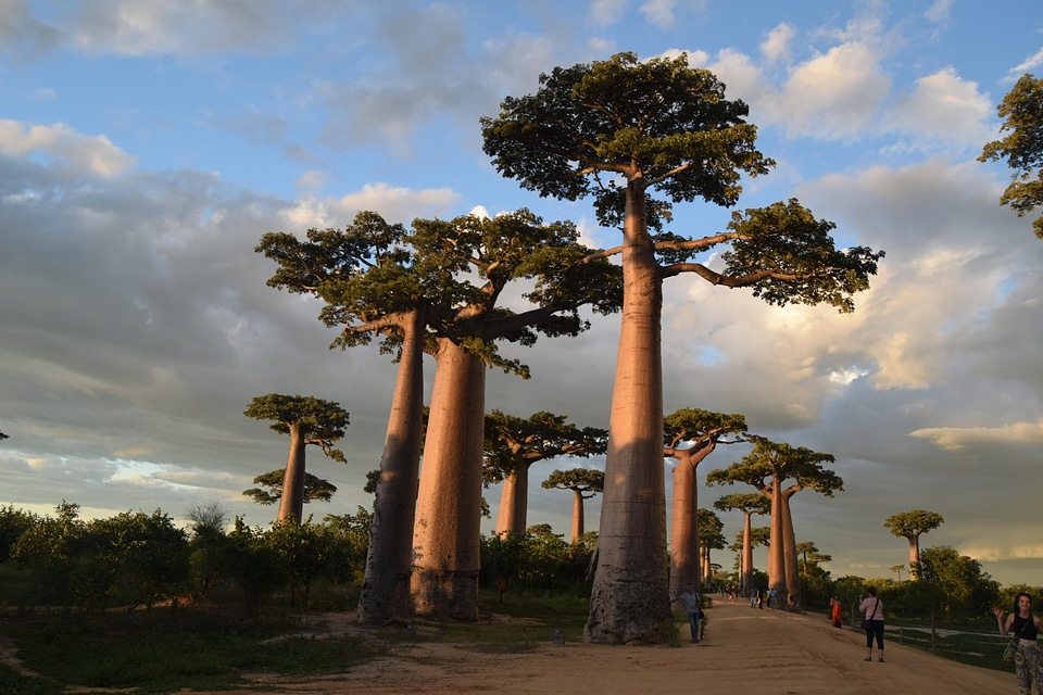 Baobab trees botanical