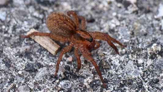 Trochosa sp. (Nachtwolf) - Weibchen