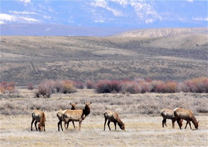 Elk on Arapaho National Wildlife Refuge Colorado
