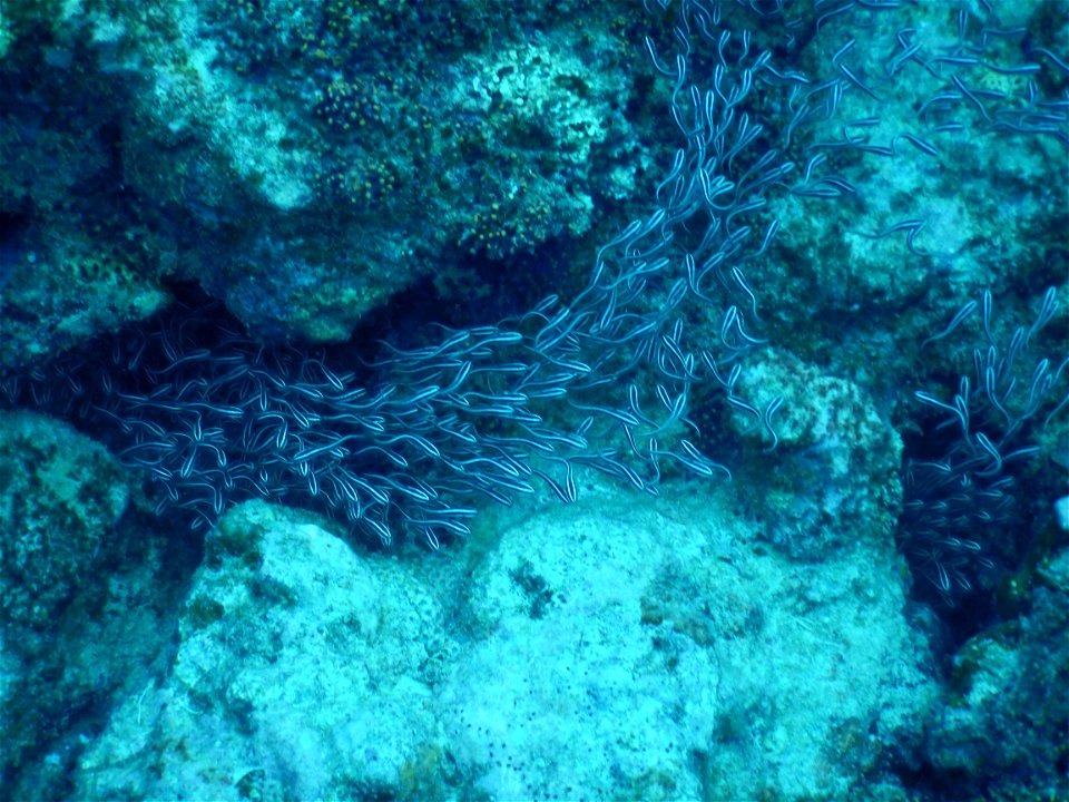Plotosus lineatus 2