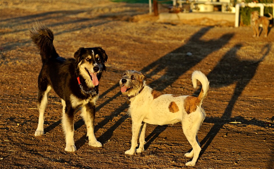 Farm Dogs at play