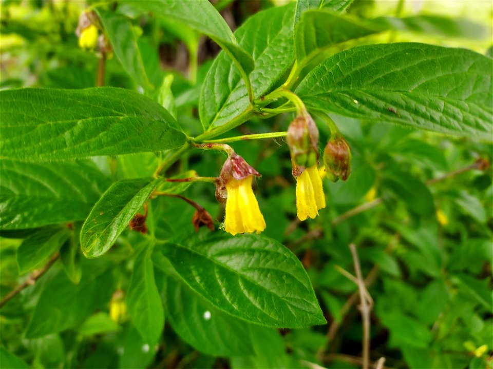 Black twinberry alongside the Big Four Trail, Mt. Baker-Snoqualmie National Forest. Photo by Anne Vassar June 9, 2021.