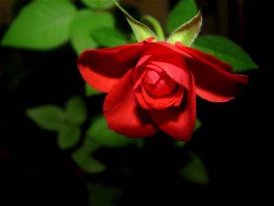 trandafrosumic-2012_0413_083452