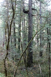img_2223_old-growth-tree-in-og-grovejpg_49364728112_o