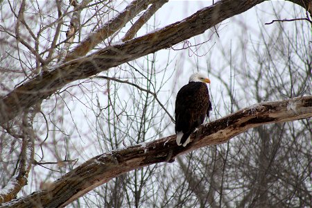 An American Bald Eagle on Karl E. Mundt National Wildlife Refuge