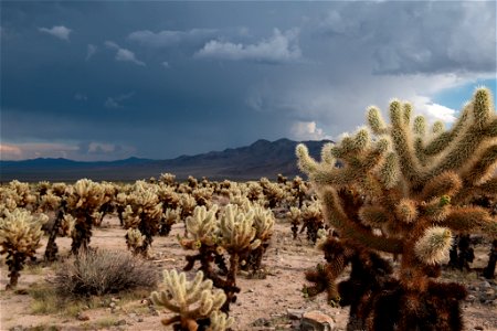 Afternoon Storm over Cholla Cactus Garden photo