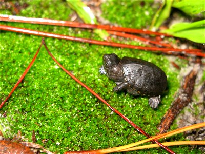 Mud turtle (Kinosternon spp.) by Melody Ray-Culp, USFWS photo