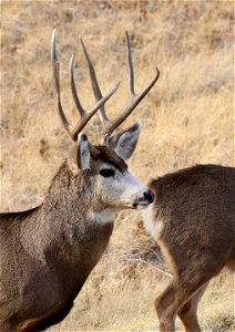 Mule deer at Seedskadee National Wildlife Refuge