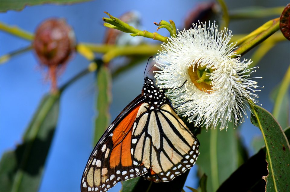monarch nectaring eucalyptus