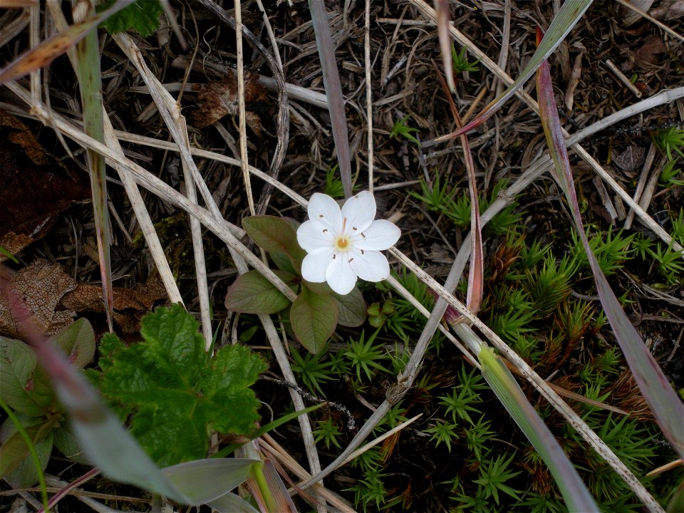 Starflower