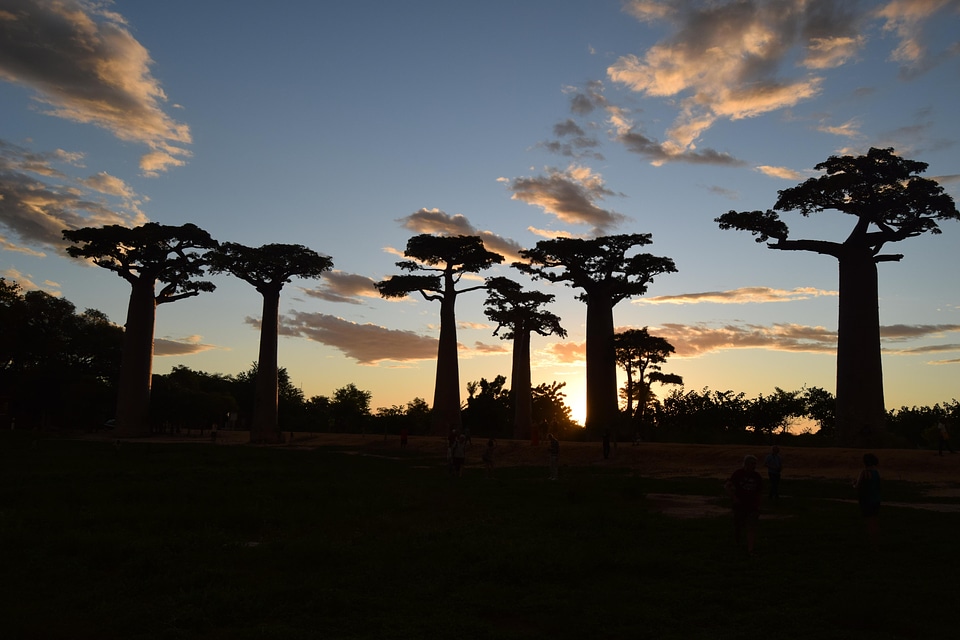 Night baobab forest