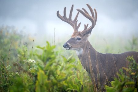 Buck on a Foggy Morning in Big Meadows