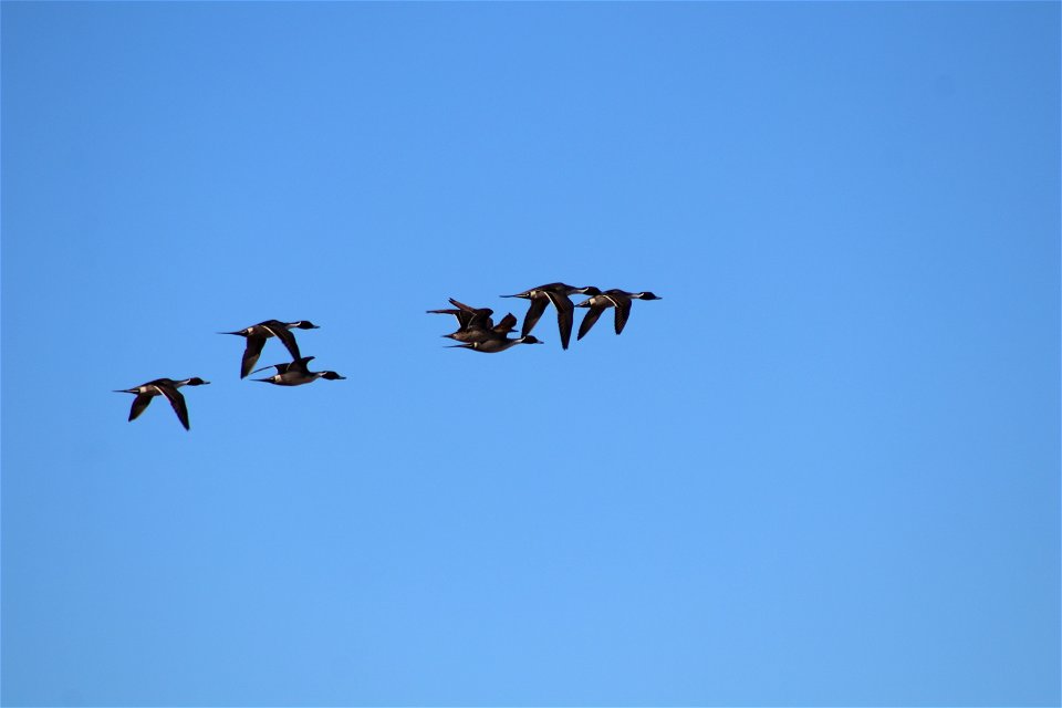 Northern Pintails Owens Bay Lake Andes National Wildlife Refuge South Dakota