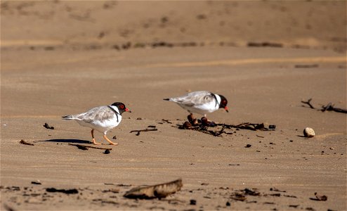 Hooded plovers photo
