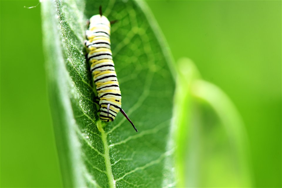 Monarch caterpillar on common milkweed
