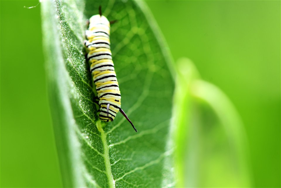 Monarch caterpillar on common milkweed photo