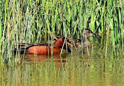 Cinnamon teal at Seedskadee National Wildlife Refuge