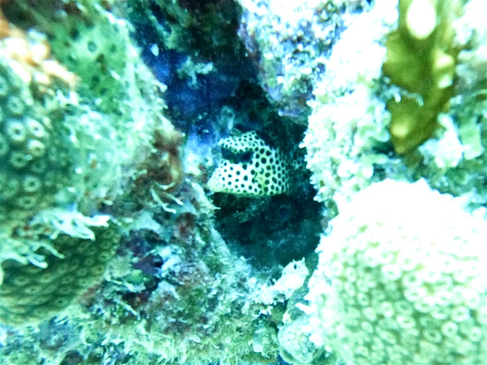 teenager Bonaire