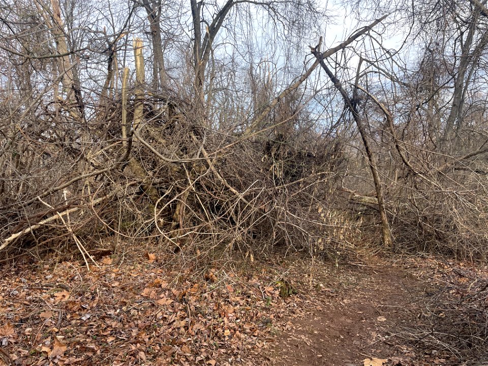 Ice Storm Cleanup North District/Fox Hollow Trail