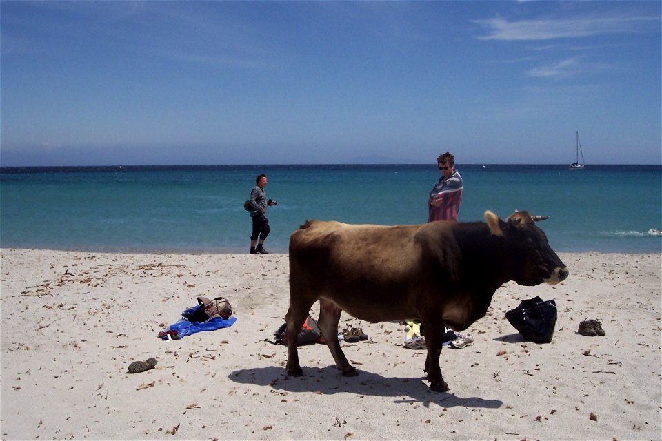 Vache sur la plage de Tamarone, Macinaggio
