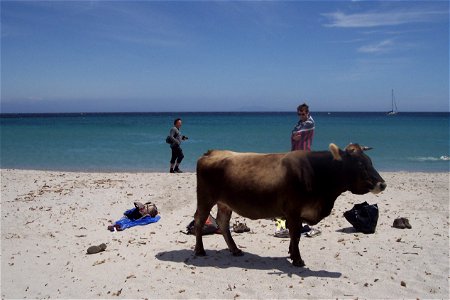 Vache sur la plage de Tamarone, Macinaggio photo
