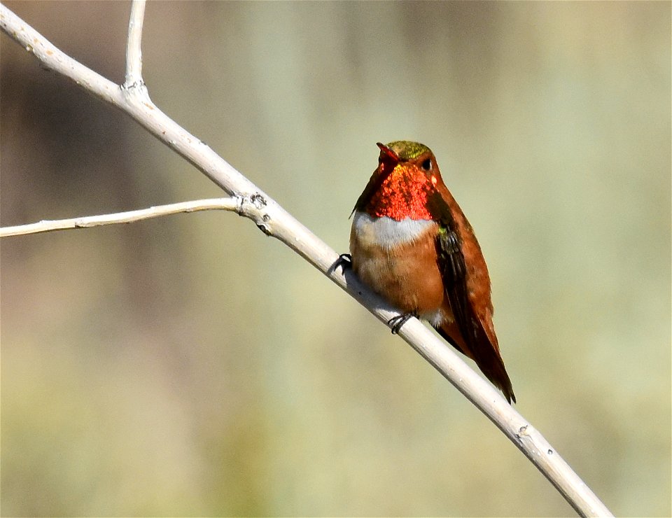 Rufous hummingbird at Seedskadee National Wildlife Refuge