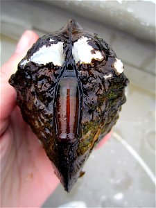 Monkeyface Mussel (Quadrula metanevra) photo