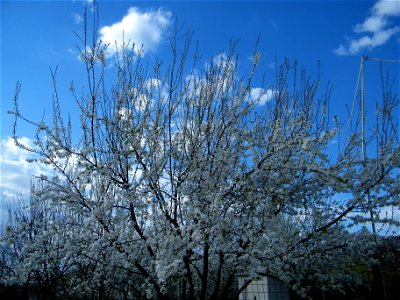 corcod2011_0411_164251
