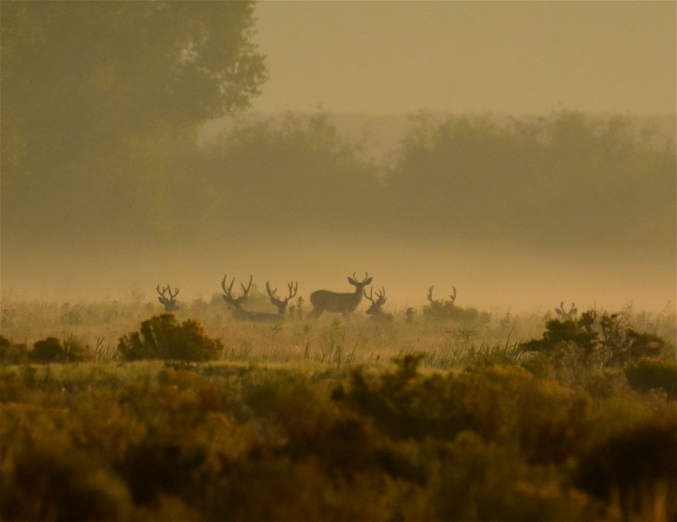 Mule deer at Seedskadee National Wildlife Refuge