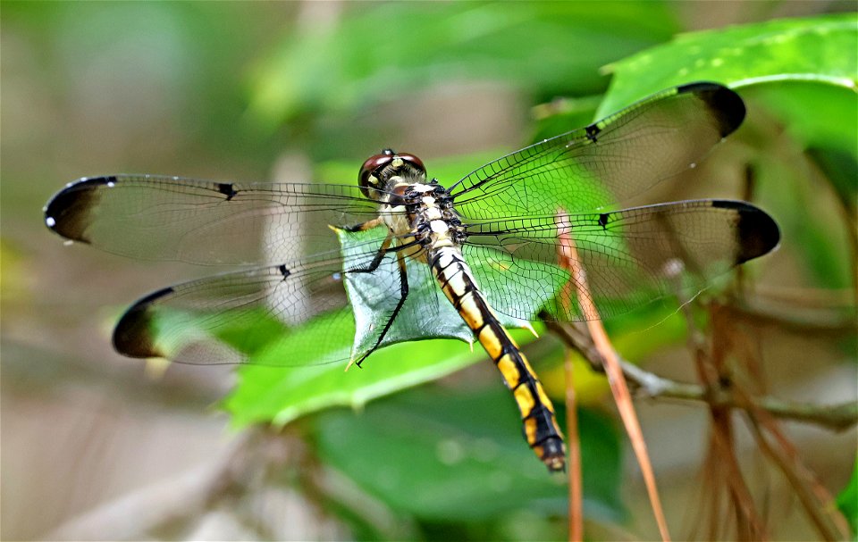 SKIMMER, YELLOW-SIDED (Libellula flavida) (05-20-2023) ev henwood nature preserve, brunswick co, nc -01