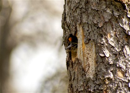 KATM_2021_Three-ToedWoodpeckerNest_CourtesyAndreaWillingham