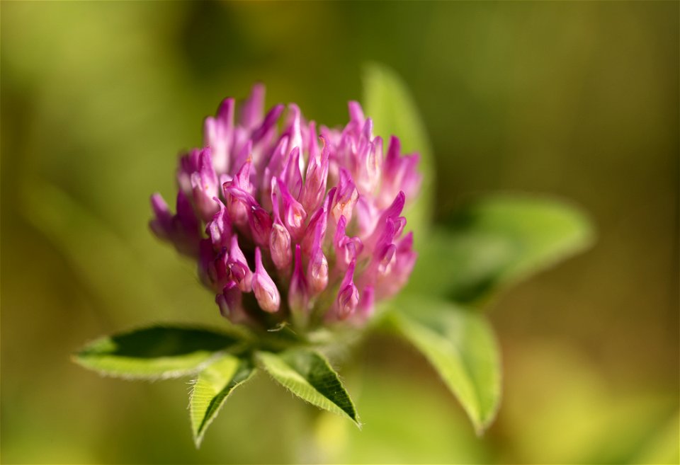 Red Clover Closeup