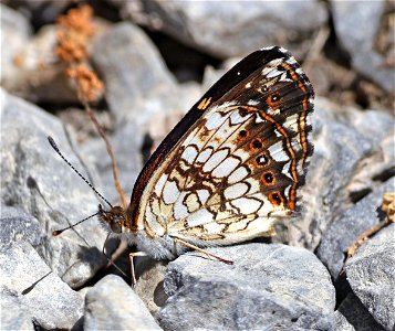 CHECKERSPOT, SILVERY (Chlosyne gorgone) (05-04-2023) cades cove, great smoky mt nat park, blount co, tn -03