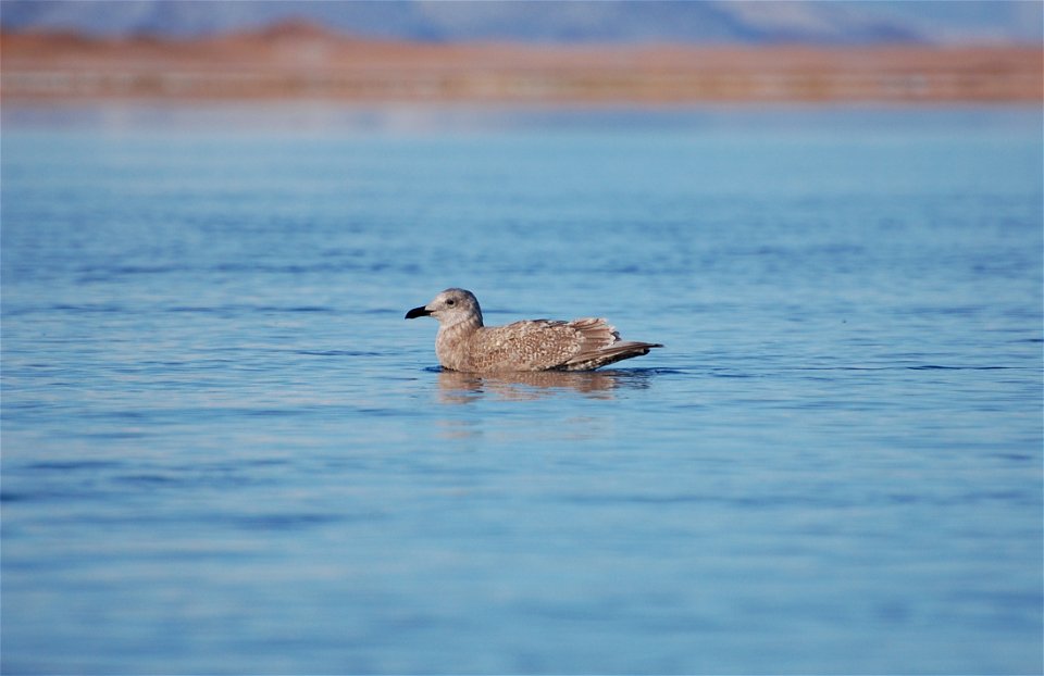 Juvenile Glaucous-winged Gull photo